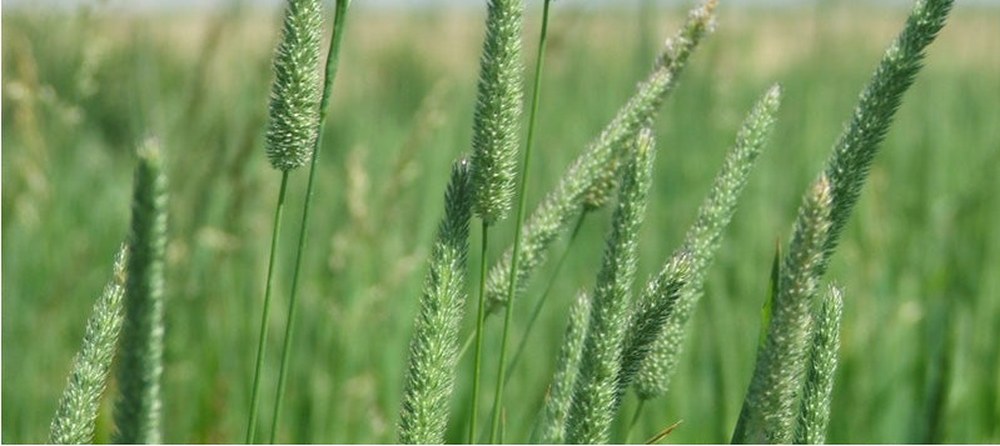 American Pet timothy hay growing on the farm